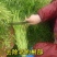 新鲜蔬菜芦蒿泥蒿藜蒿零售批发三斤包邮全国发货