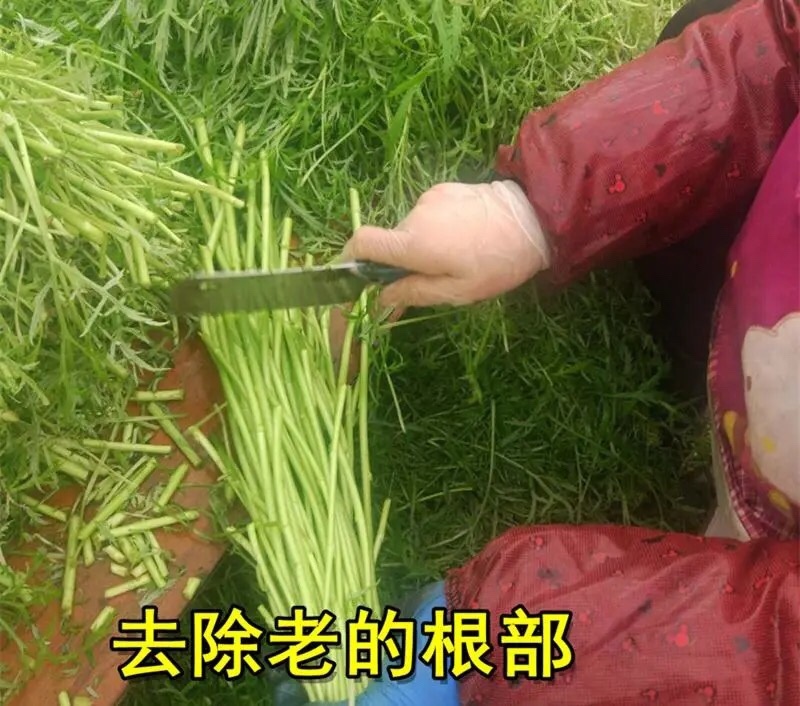 新鲜蔬菜芦蒿泥蒿藜蒿零售批发三斤包邮全国发货