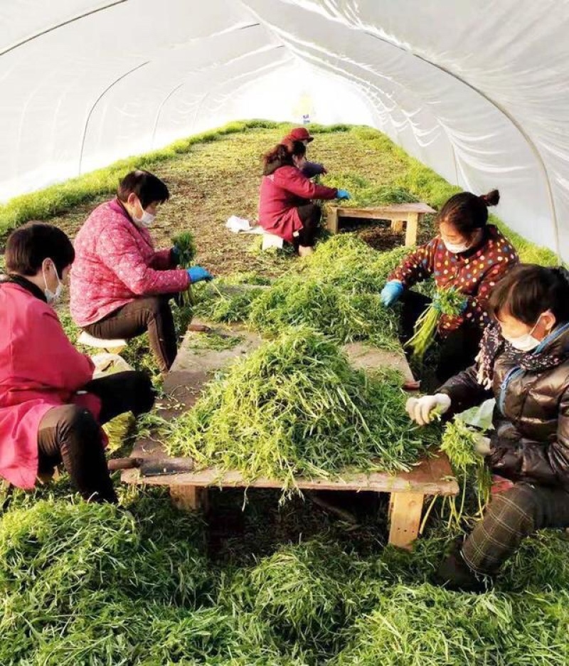 新鲜蔬菜芦蒿泥蒿藜蒿零售批发三斤包邮全国发货