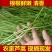 新鲜蔬菜芦蒿泥蒿藜蒿零售批发三斤包邮全国发货