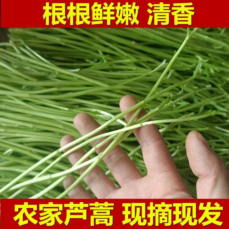 新鲜蔬菜芦蒿泥蒿藜蒿零售批发三斤包邮全国发货