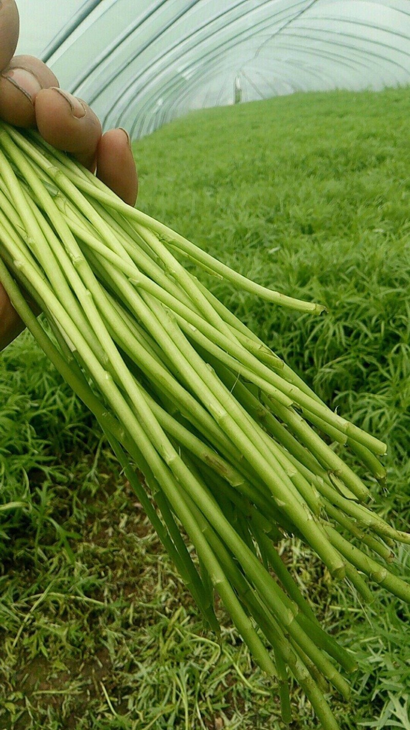 新鲜蔬菜芦蒿泥蒿藜蒿零售批发三斤包邮全国发货