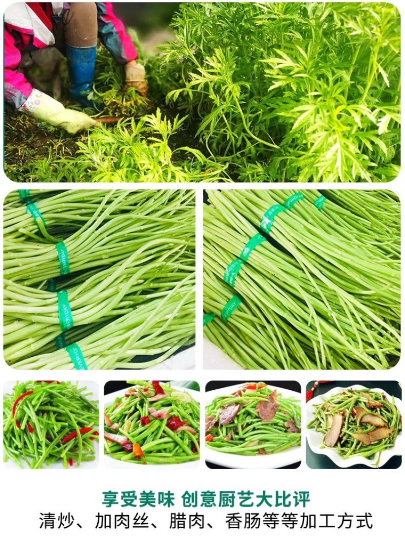 新鲜蔬菜芦蒿泥蒿藜蒿零售批发三斤包邮全国发货
