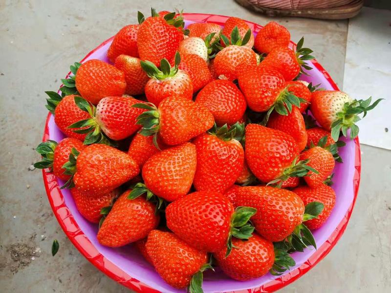 【实力代办】徐州宁玉草莓奶油草莓大量上市，产地直发