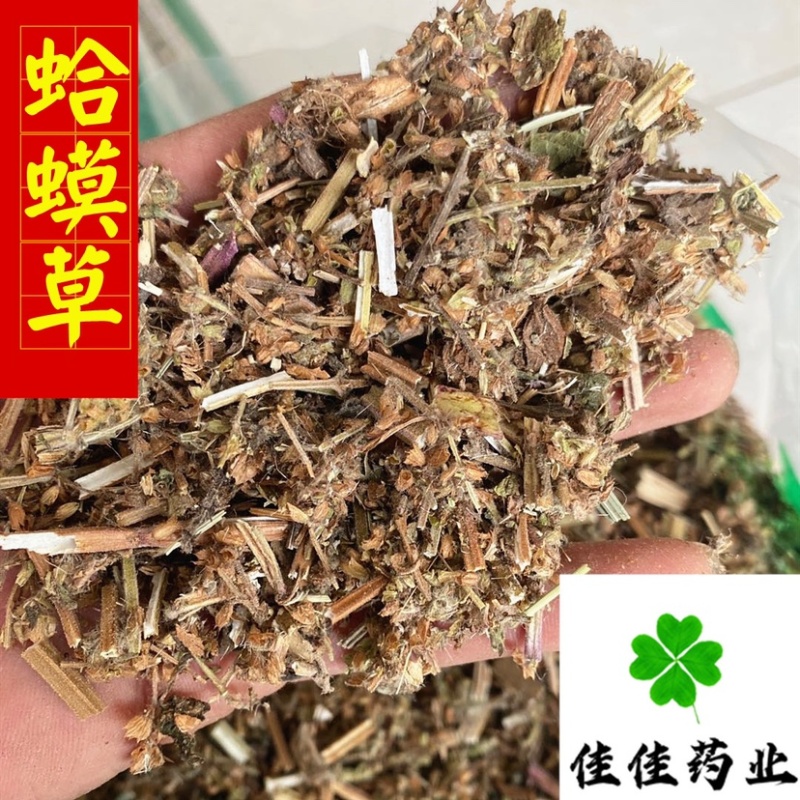 蛤蟆草癞蛤蟆草嫩草新鲜赖哈蟆好统货产地直销供应各种中药材