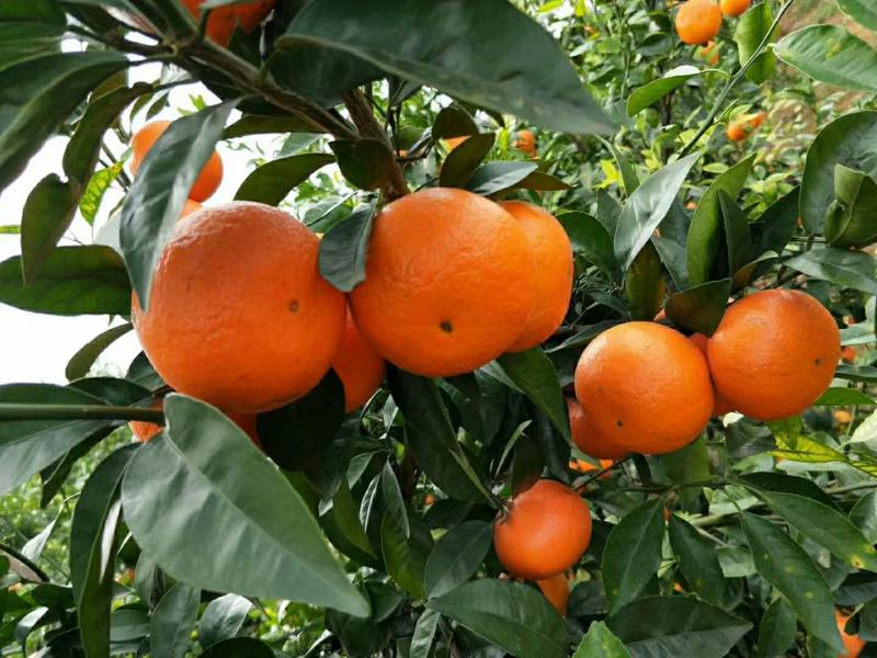 广西正沃柑橘子纯甜现摘水果新鲜多汁应季薄皮纯甜沃柑当季