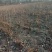 杜仲基地杜仲苗0.5到3公分苗量大，价格优惠，需要的联系