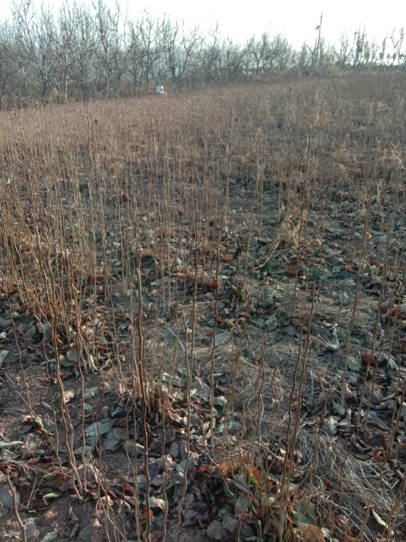 杜仲基地杜仲苗0.5到3公分苗量大，价格优惠，需要的联系