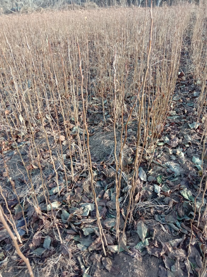 杜仲基地杜仲苗0.5到3公分苗量大，价格优惠，需要的联系