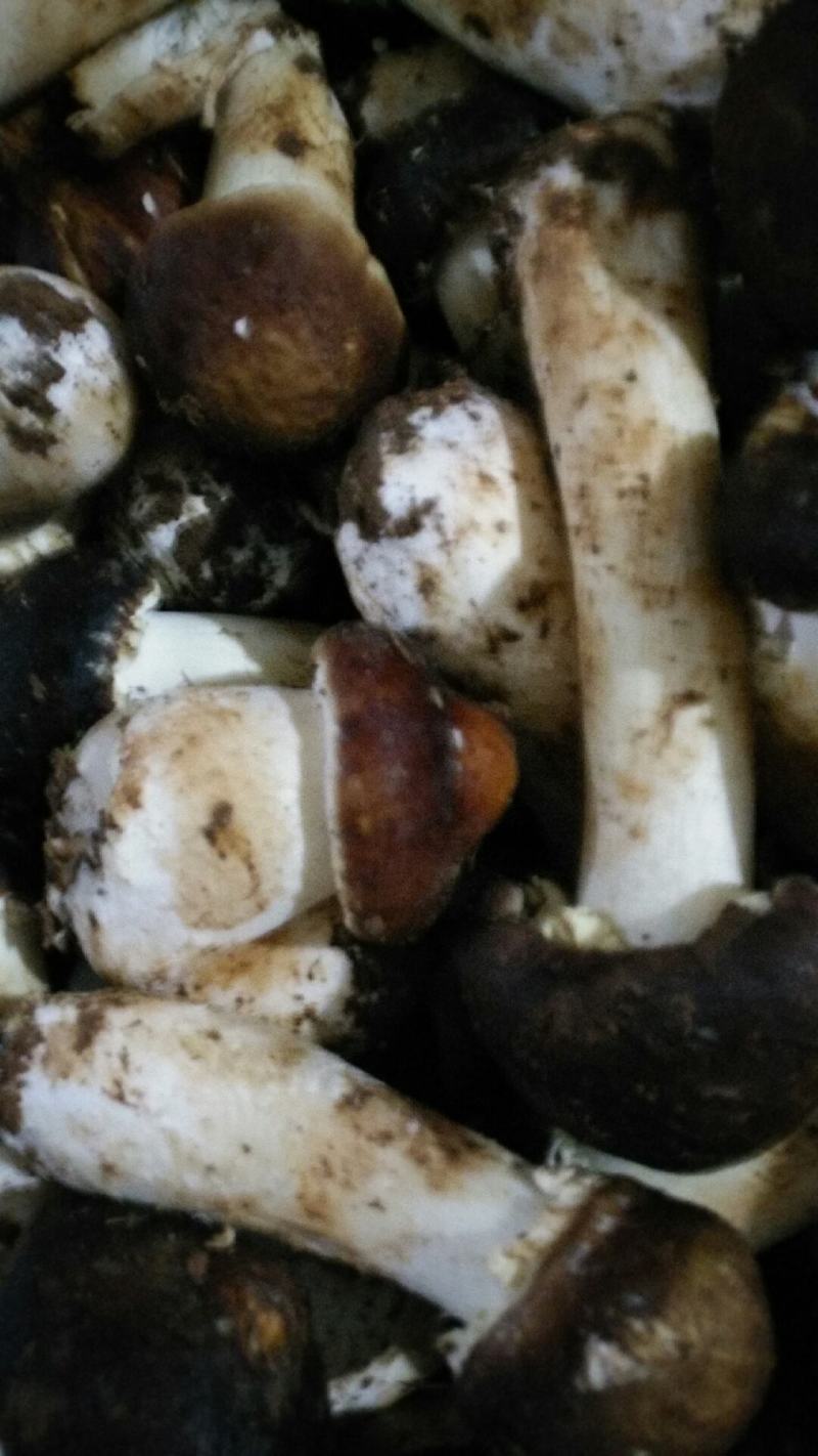 大球盖菇鲜货，基地直供