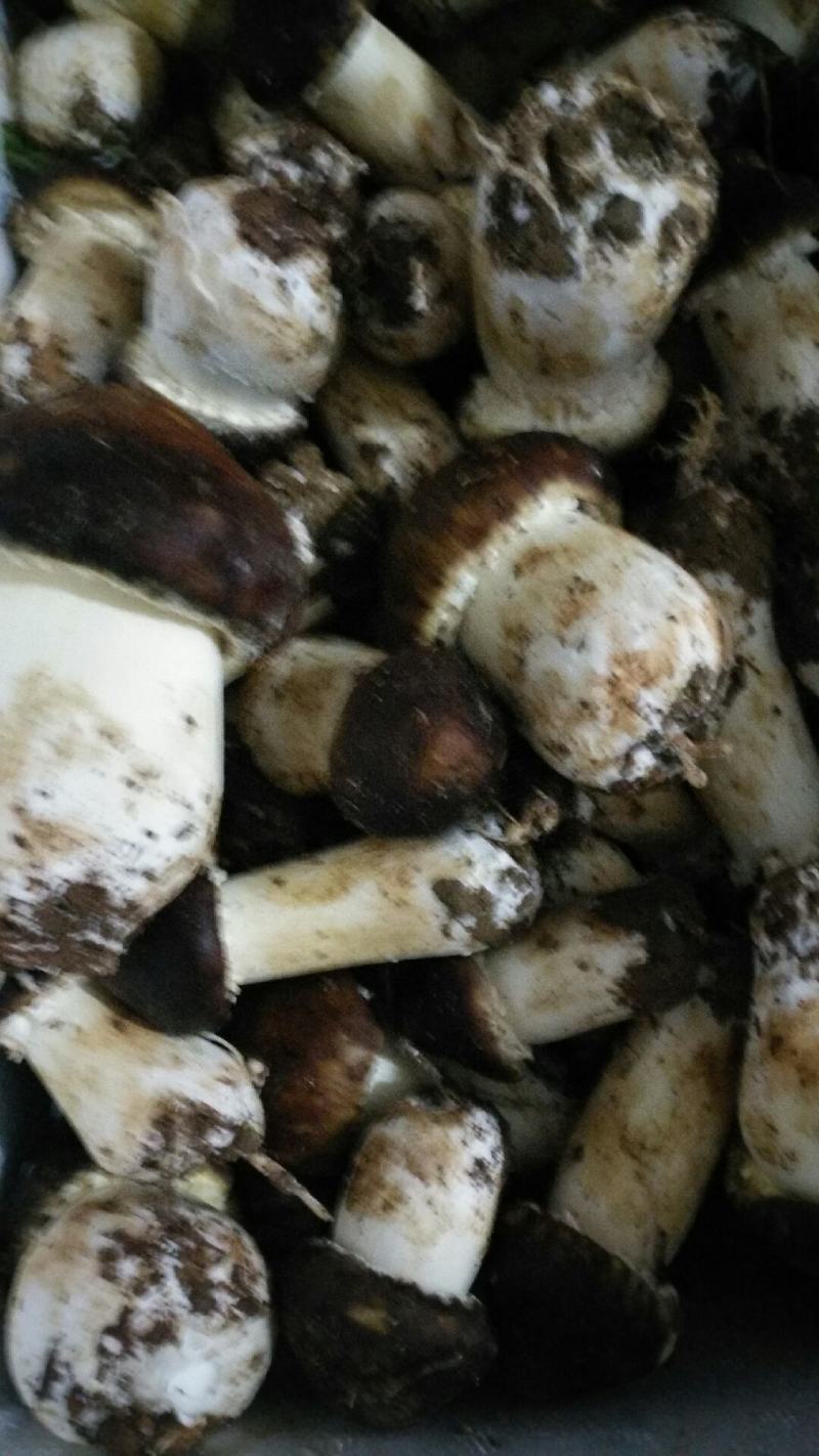 大球盖菇鲜货，基地直供