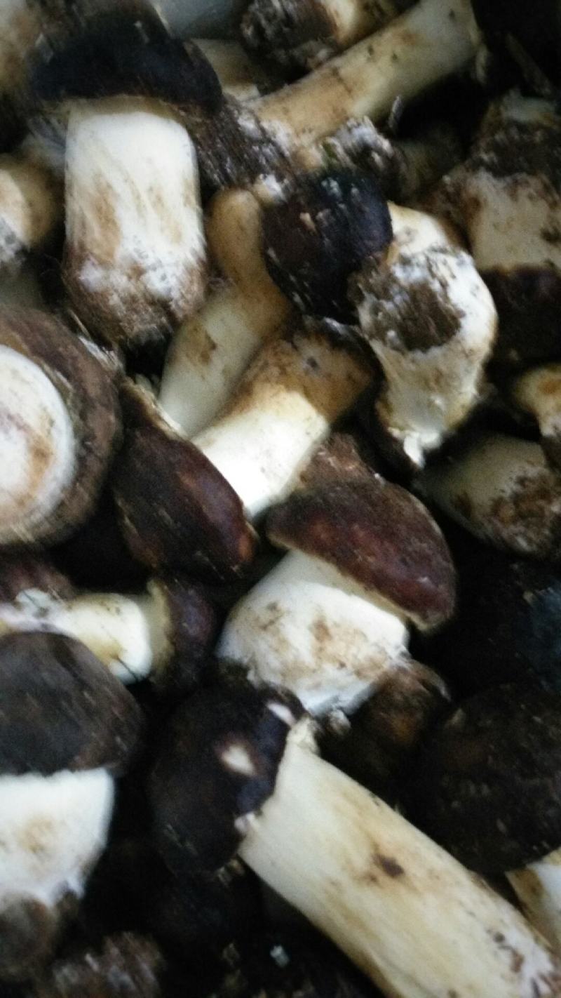 大球盖菇鲜货，基地直供