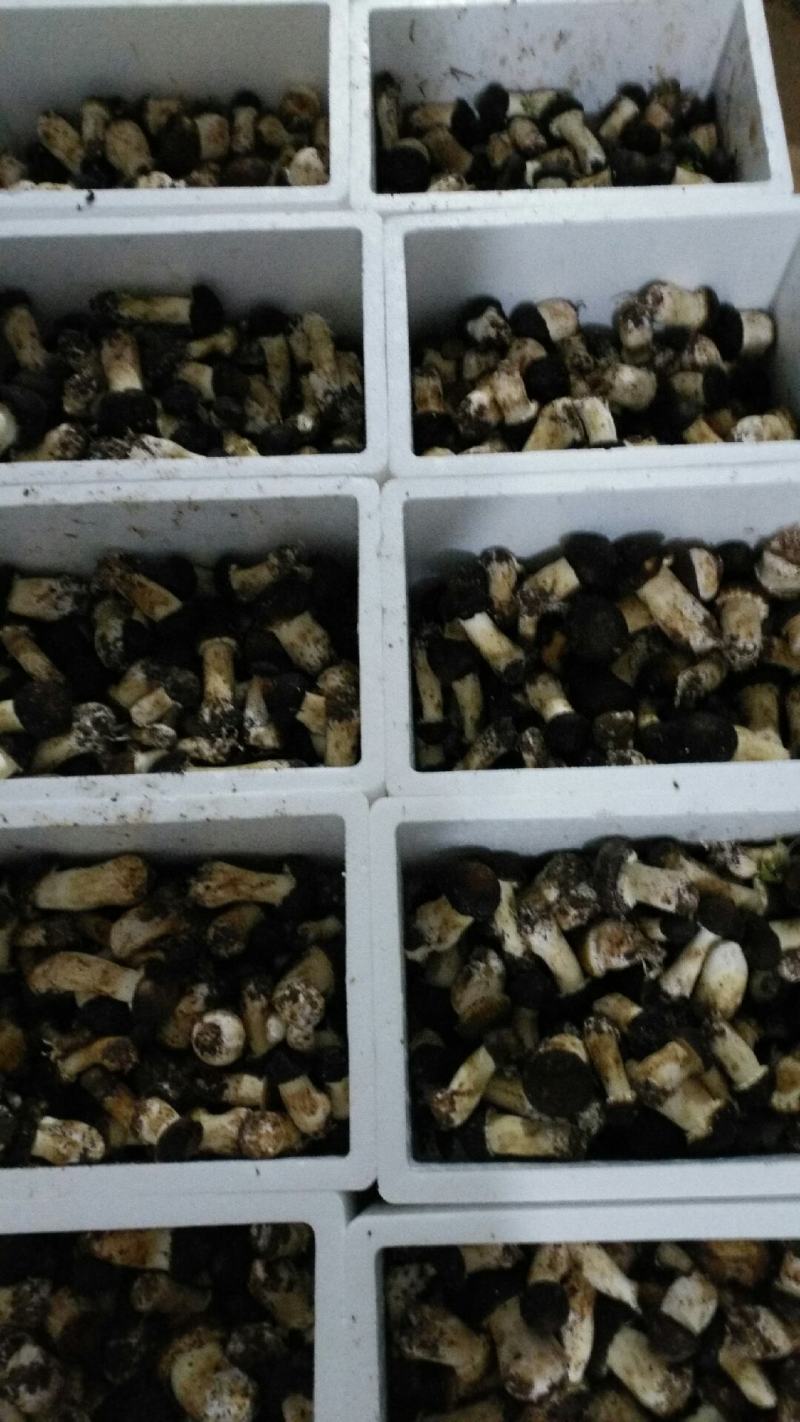 大球盖菇鲜货，基地直供
