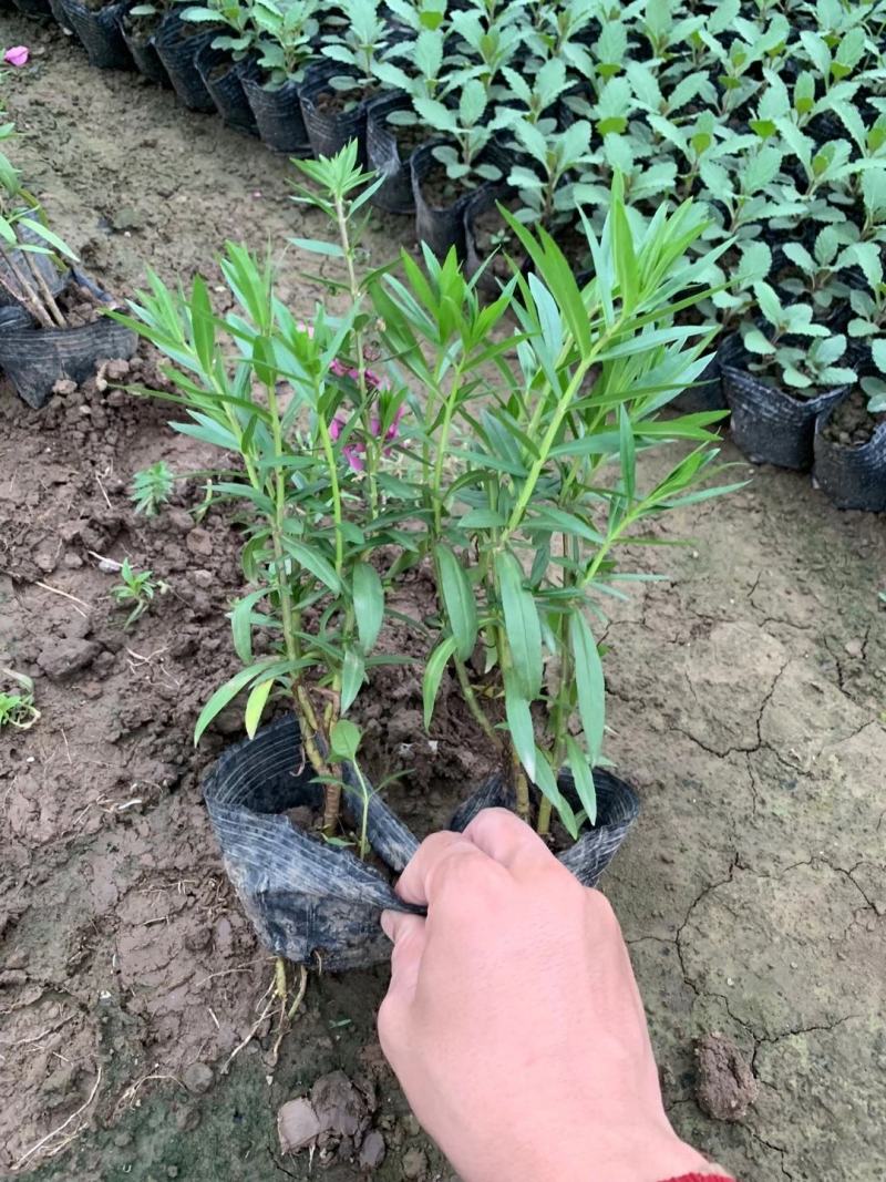 四川成都温江区苗圃香彩雀，规格齐全，欢迎选购！