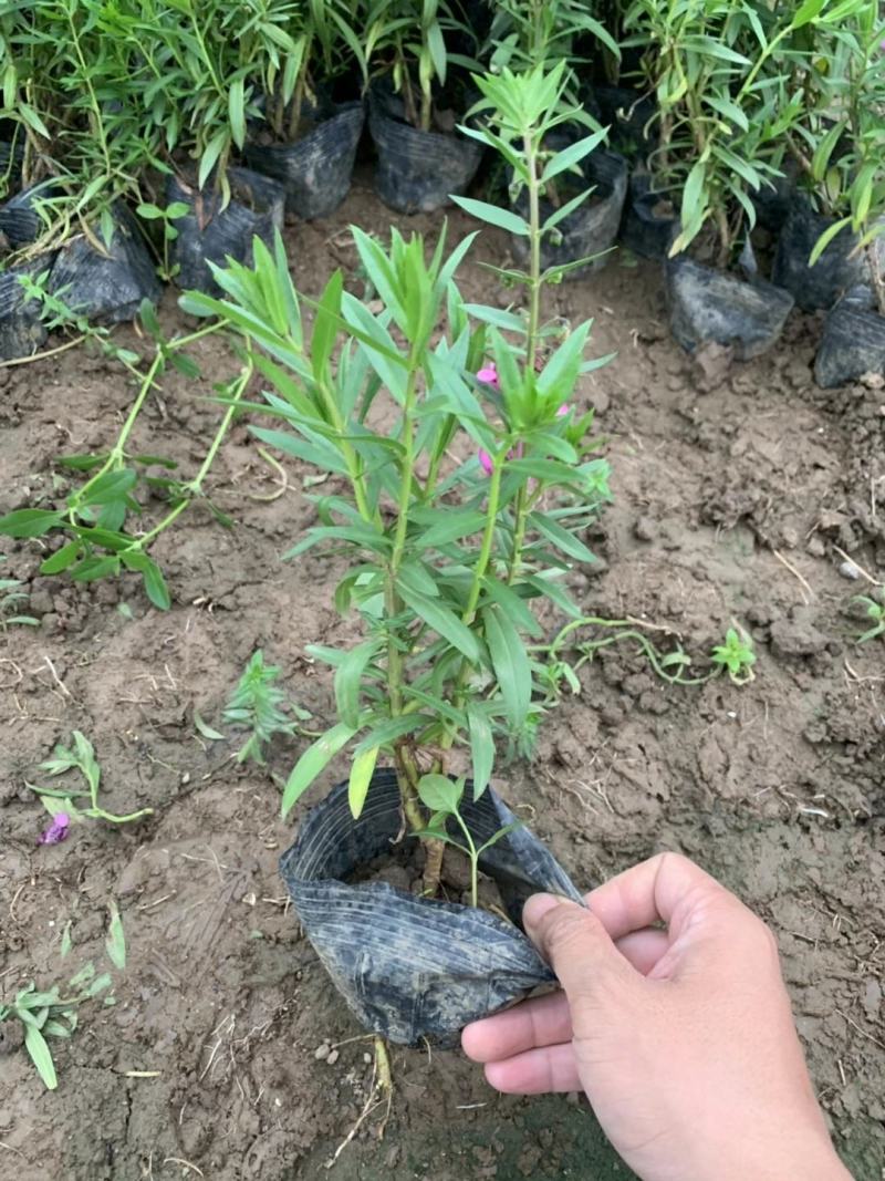 四川成都温江区苗圃香彩雀，规格齐全，欢迎选购！