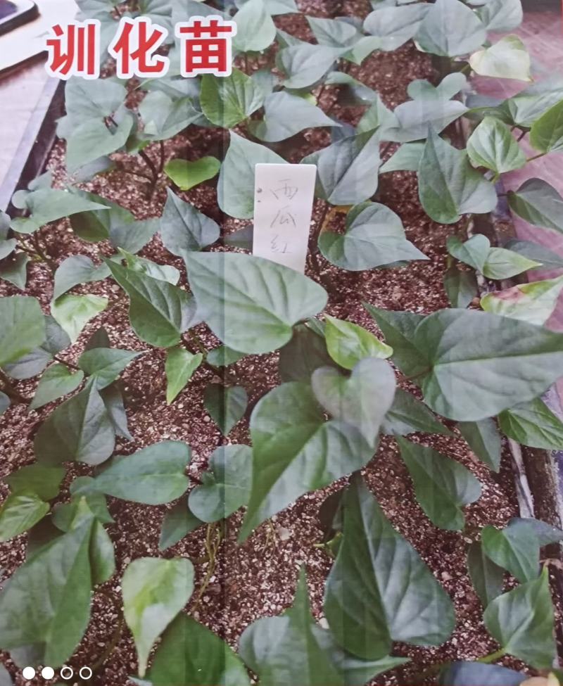 供应高产中华淀粉王一号脱毒红薯苗