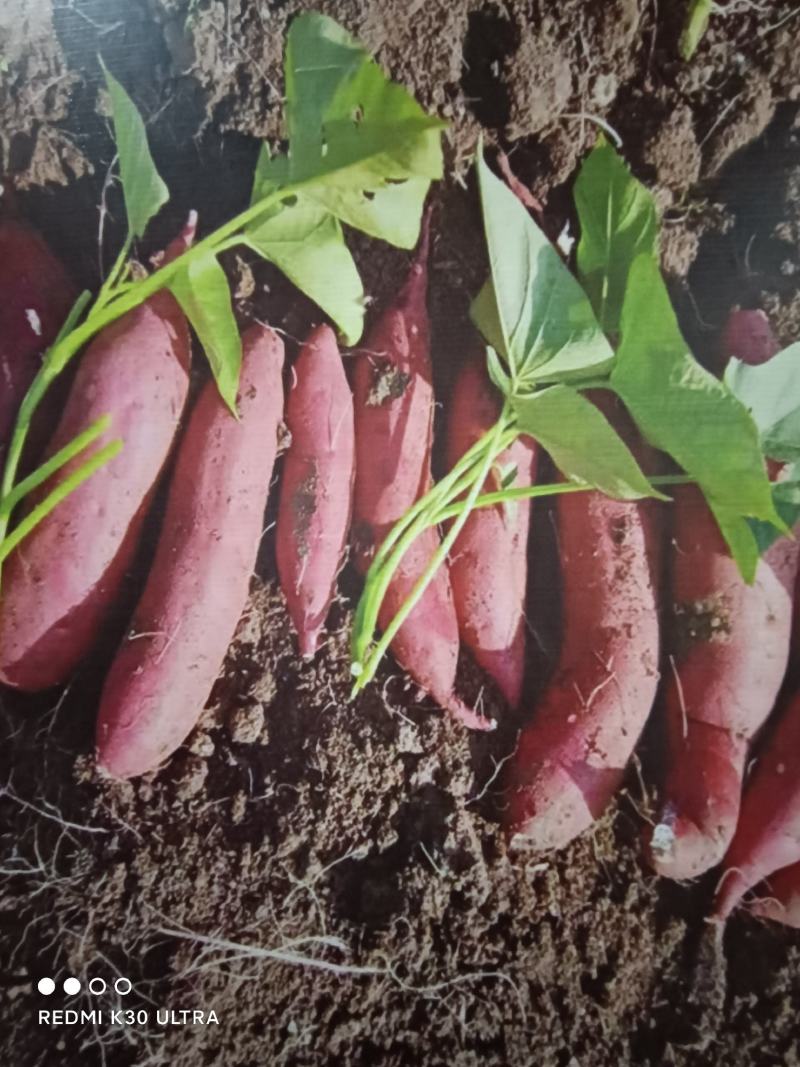 供应高产中华淀粉王一号脱毒红薯苗