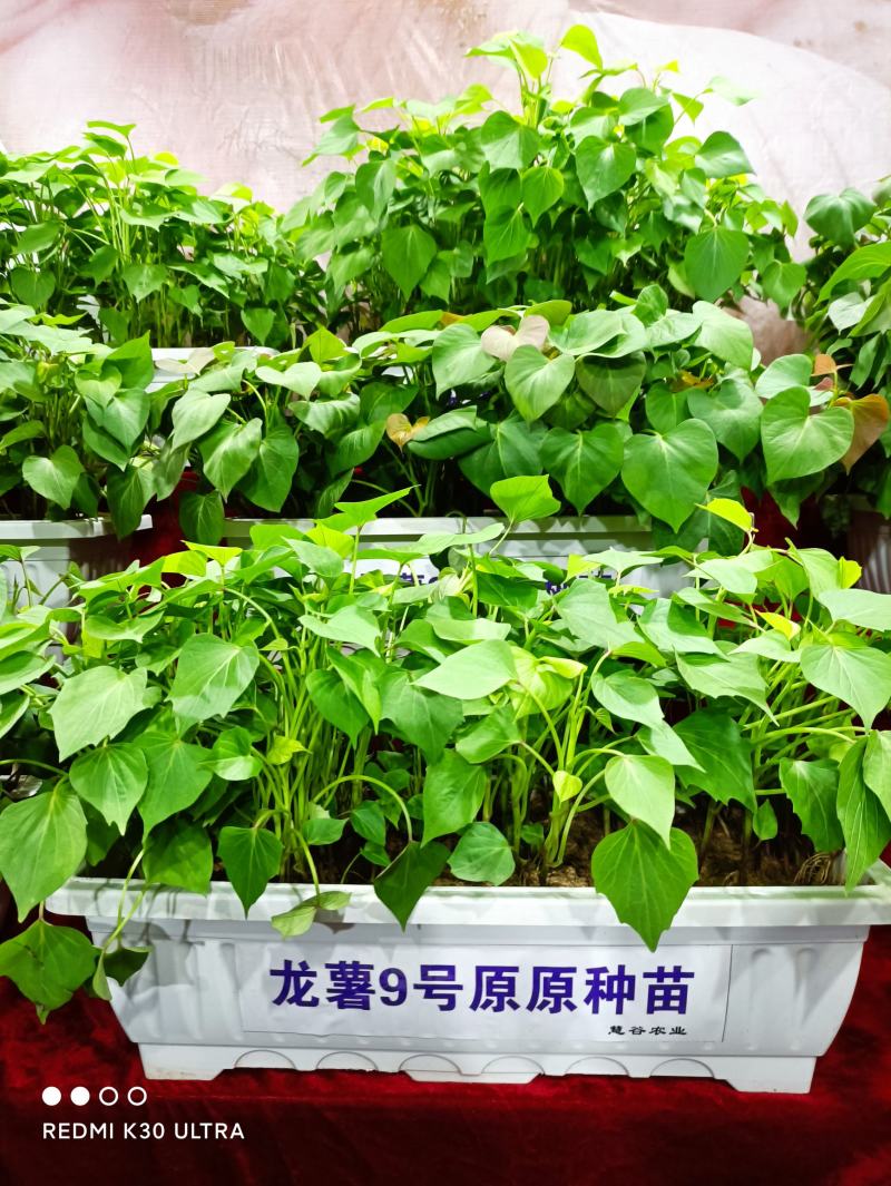 供应高产中华淀粉王一号脱毒红薯苗