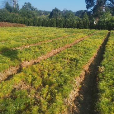 江西马尾松，一年马尾松小苗大量供应，马尾松种植基地