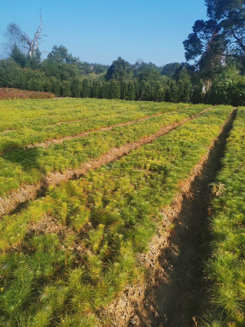 江西马尾松，一年马尾松小苗大量供应，马尾松种植基地