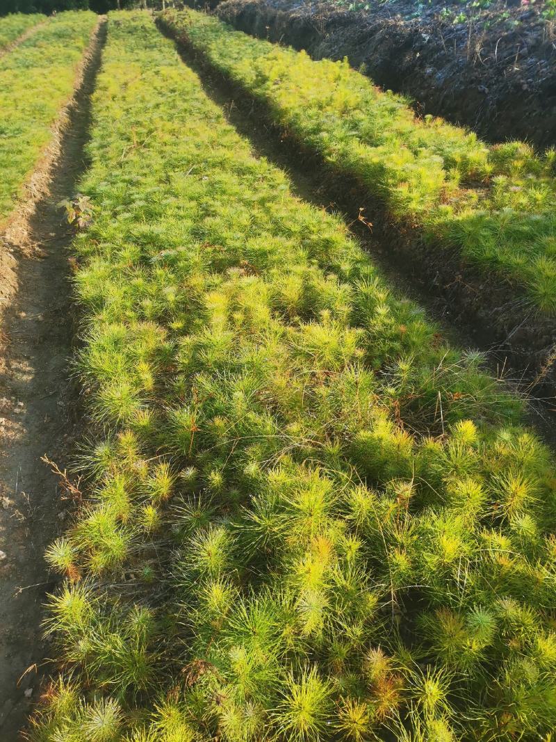 江西马尾松，一年马尾松小苗大量供应，马尾松种植基地