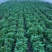 供应河南农科院脱毒红薯苗商薯19，批发价格，基地直供。
