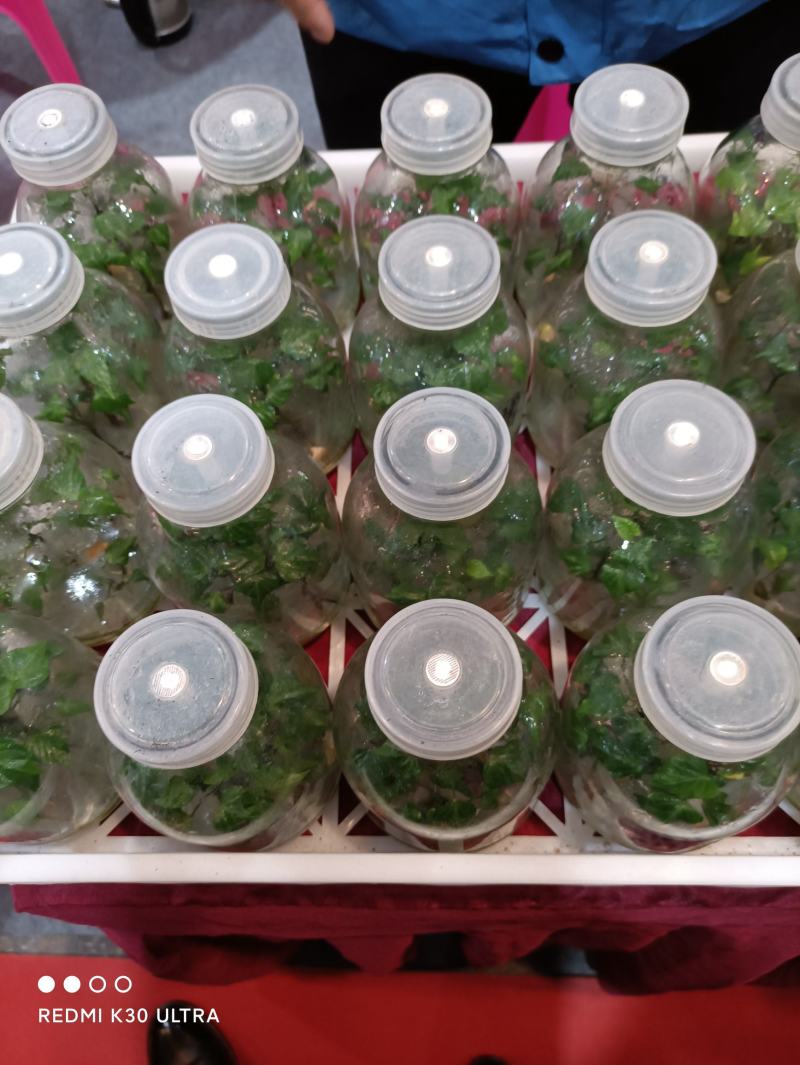 供应河南农科院脱毒红薯苗商薯19，批发价格，基地直供。