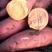 供应开封农科院脱毒龙薯九红薯苗优质高产，基地直供