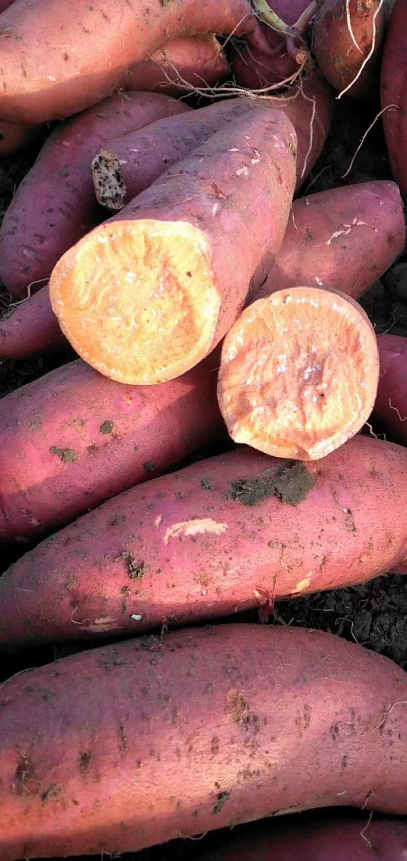 供应开封农科院脱毒龙薯九红薯苗优质高产，基地直供
