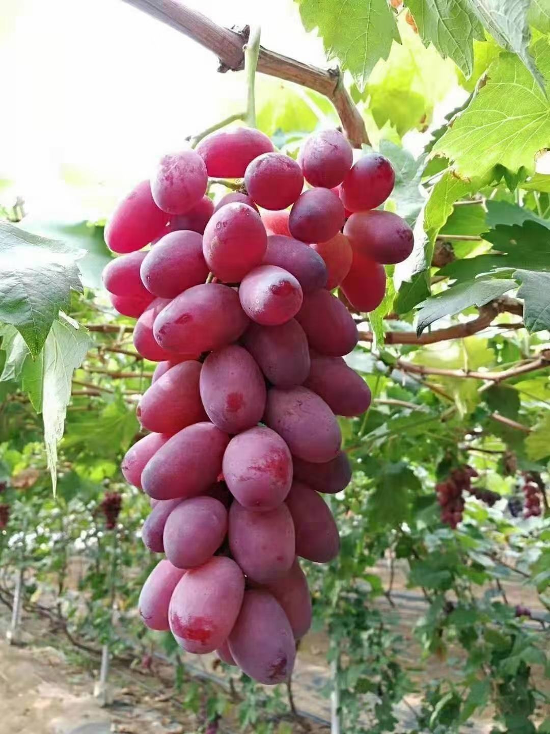 蜜光宝光葡萄(粒子大,超级甜,口感好,有玫瑰香和草莓香)