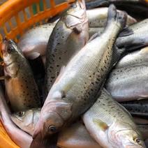 珠海白蕉海鲈鱼批发供应，当天活鱼发货，质量保证诚信合作