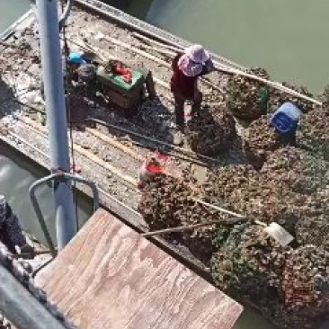 网红小包装生蚝，本地一手货源