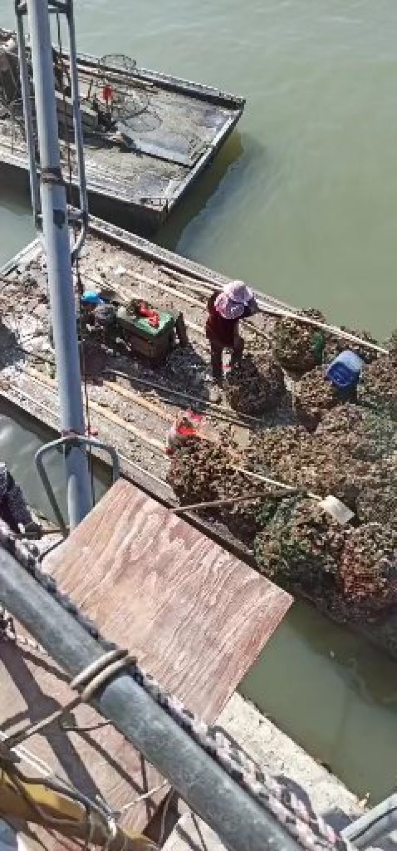 网红小包装生蚝，本地一手货源