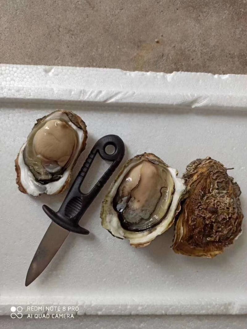 网红小包装生蚝，本地一手货源