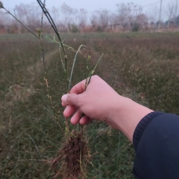 迎春花,迎春花小苗,迎春盆景,迎春工程苗,多分枝迎春