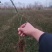 迎春花,迎春花小苗,迎春盆景,迎春工程苗,多分枝迎春