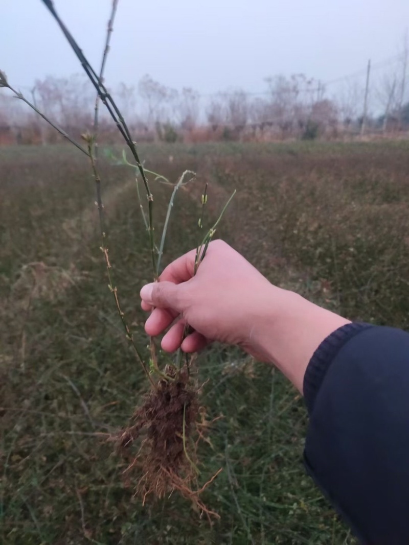 迎春花，迎春花小苗，迎春盆景，迎春工程苗，多分枝迎春