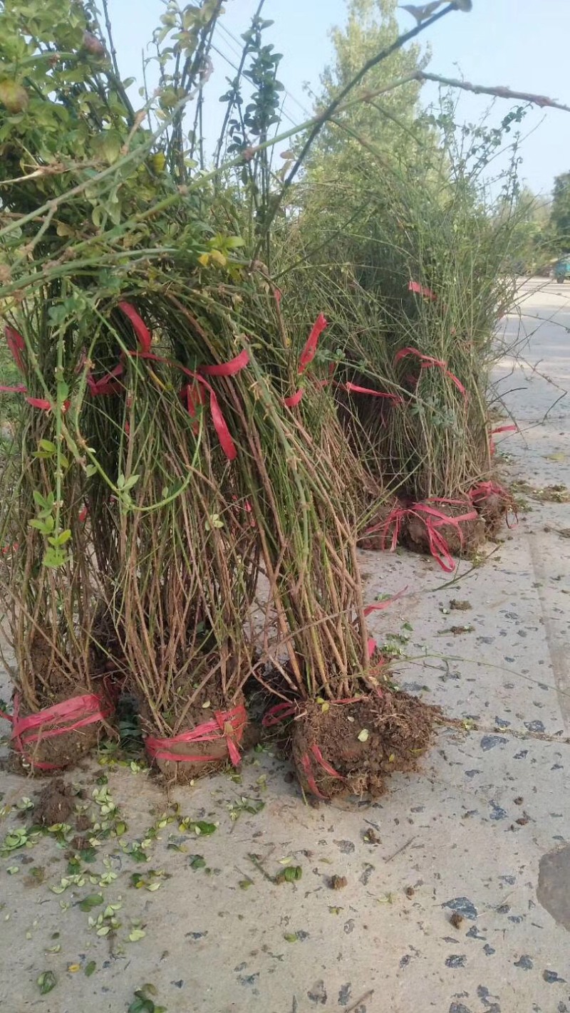 迎春花，迎春花小苗，迎春盆景，迎春工程苗，多分枝迎春