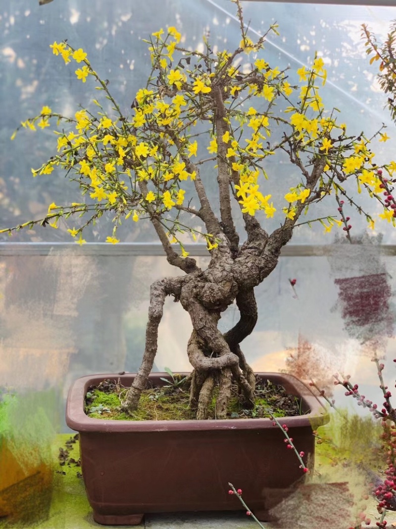 迎春花，迎春花小苗，迎春盆景，迎春工程苗，多分枝迎春