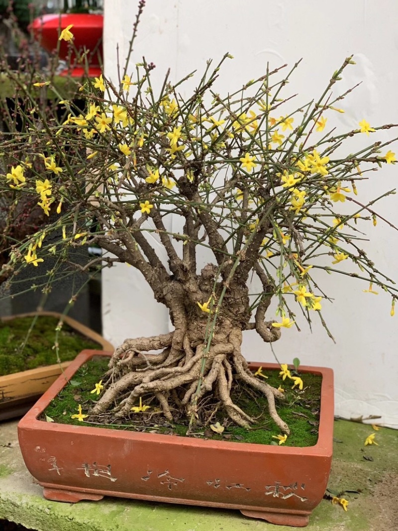 迎春花，迎春花小苗，迎春盆景，迎春工程苗，多分枝迎春