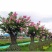 四川红花紫薇花瓶,基地直销绝无中间商赚差价
