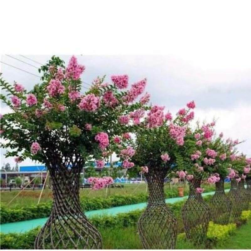 四川红花紫薇花瓶，基地直销绝无中间商赚差价