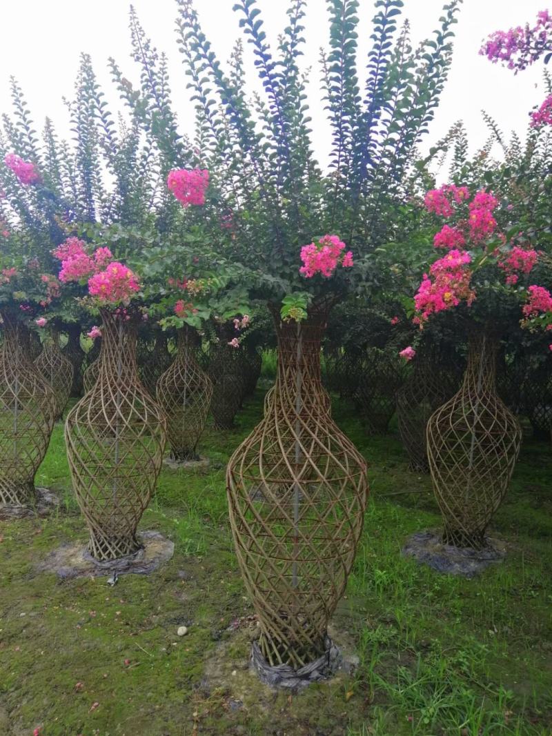 四川红花紫薇花瓶，基地直销绝无中间商赚差价