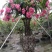 四川红花紫薇花瓶,基地直销绝无中间商赚差价