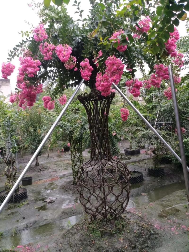 四川红花紫薇花瓶，基地直销绝无中间商赚差价