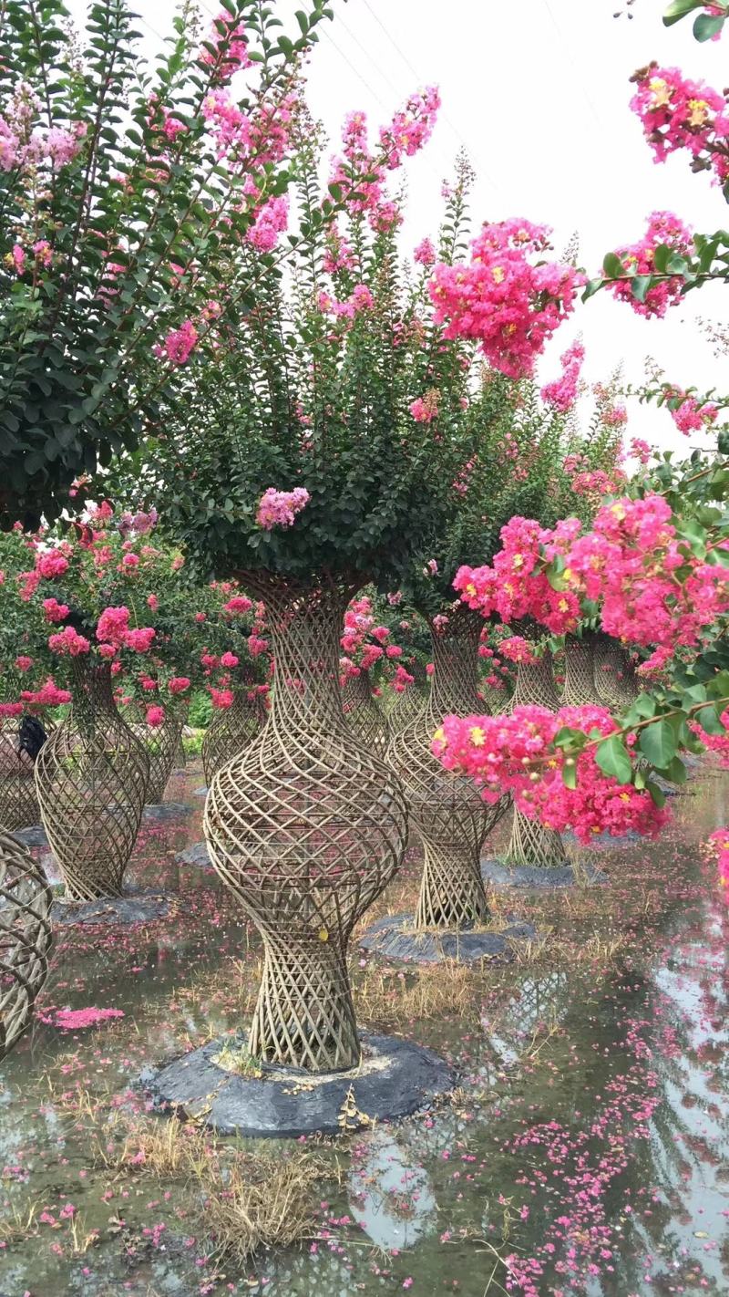 四川红花紫薇花瓶，基地直销绝无中间商赚差价