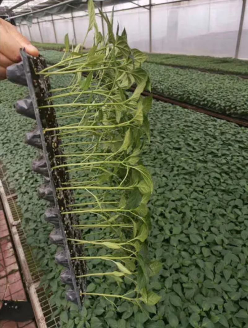 【精选辣椒苗】嫁接杭椒苗，产量高，基地直发，支持视频看货