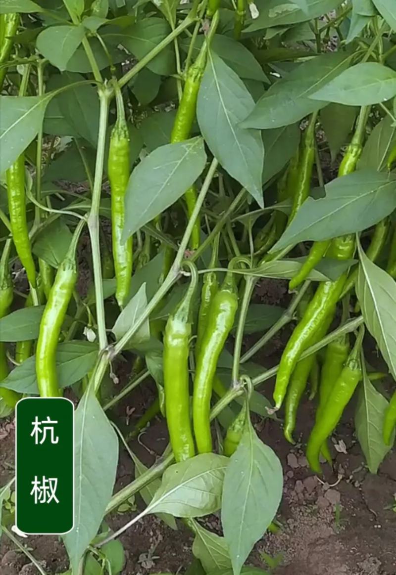 【精选辣椒苗】嫁接杭椒苗，产量高，基地直发，支持视频看货