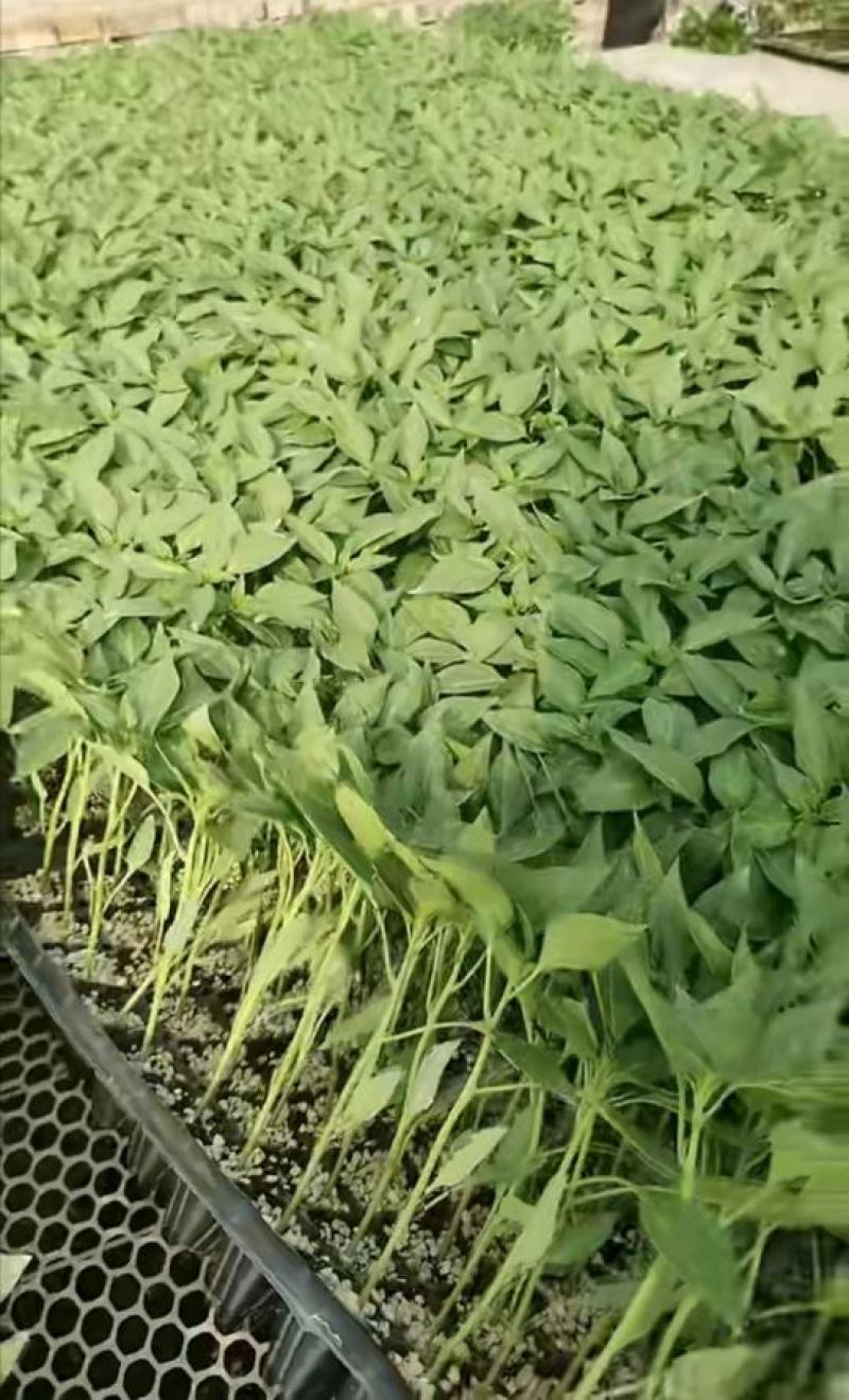【精选辣椒苗】嫁接杭椒苗，产量高，基地直发，支持视频看货