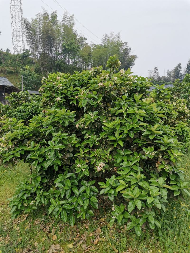 挂果大柚子树，绿化用柚子树，柚子树高4到5米，圆树冠形